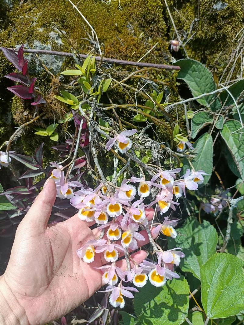 秘境仙草 纯野生铁皮石斛，大自然最珍贵的馈赠